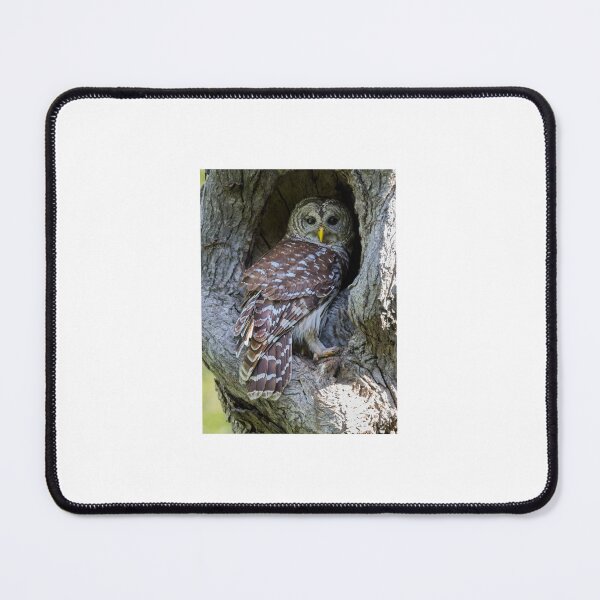 Item preview, Vigilant Mama Barred owl designed and sold by Puttaswamy Ravishankar.