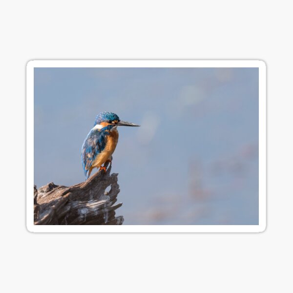 Common kingfisher - Basking in the Sun! Sticker