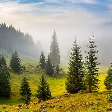 Artwork thumbnail, fir trees on meadow between hillsides in fog before sunrise by mike-pellinni