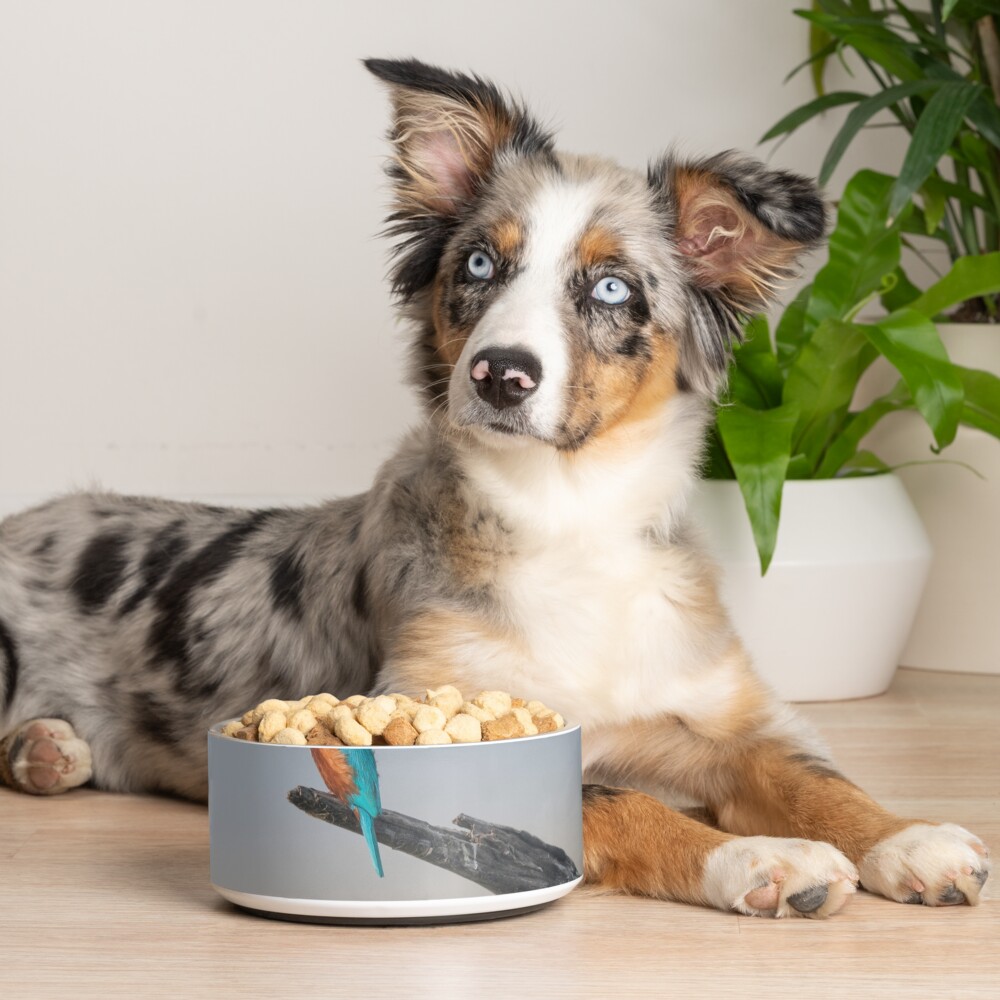 Item preview, Pet Bowl designed and sold by rshankar8080.