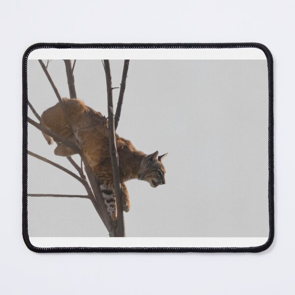 Item preview, Bobcat - Balancing Act designed and sold by Puttaswamy Ravishankar.