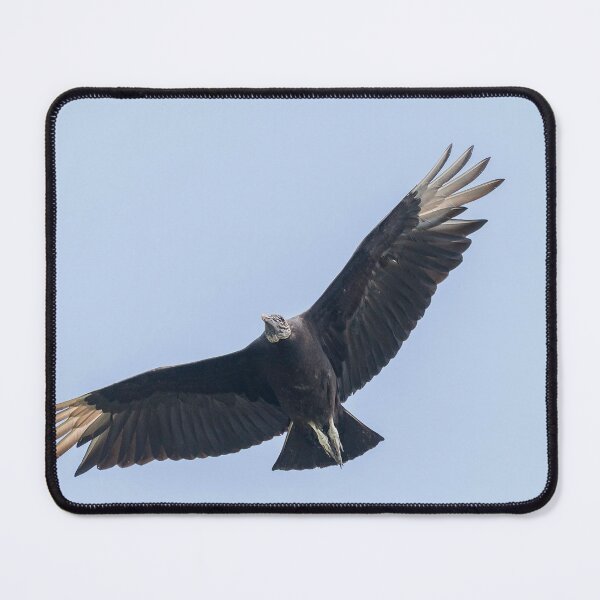 Item preview, Black vulture in flight designed and sold by Puttaswamy Ravishankar.