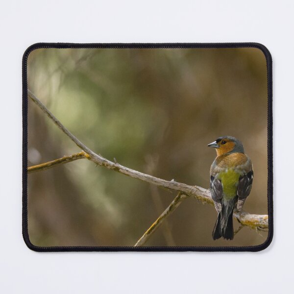 Item preview, Chaffinch basking in the Sun designed and sold by Puttaswamy Ravishankar.