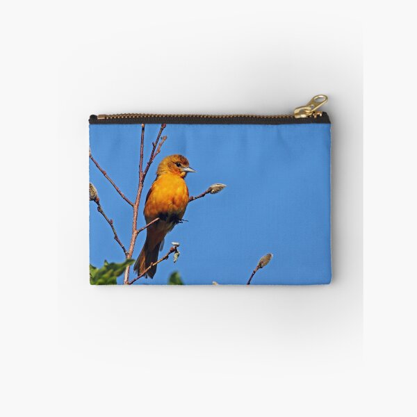 Artikelvorschau, Weibliches Baltimore Oriole entworfen und verkauft von Debbie Oppermann.