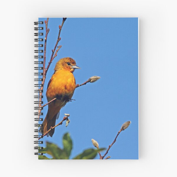 Artikelvorschau, Weibliches Baltimore Oriole entworfen und verkauft von Debbie Oppermann.