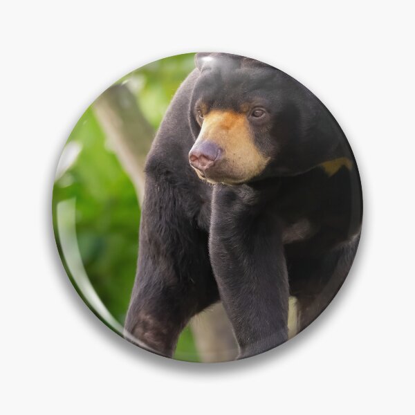 Item preview, Asian Sun Bear designed and sold by Darren Wilkes.