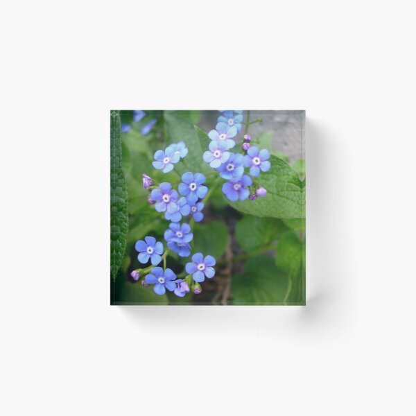 Item preview, Forget-me-not designed and sold by Ana Belaj.