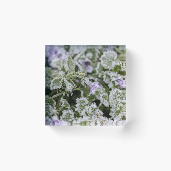 Item preview, Frosty Campanula designed and sold by Tanya C  Smith.