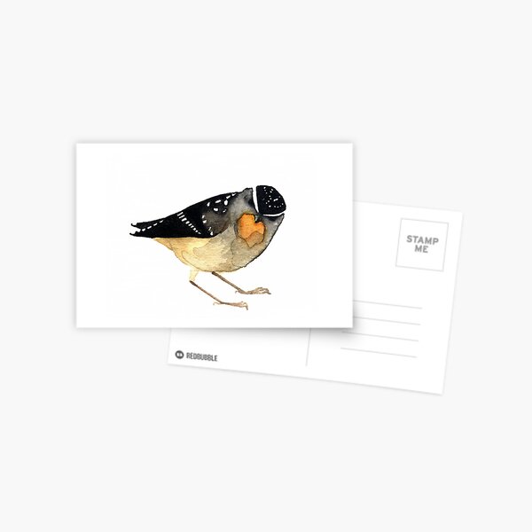 Spotted Pardalote Postcard
