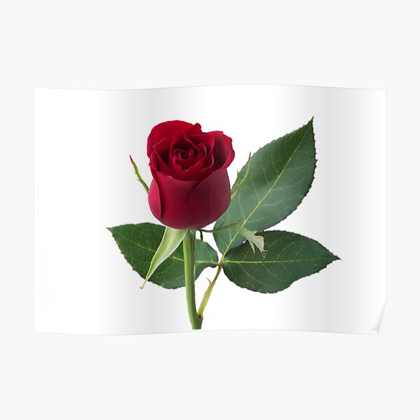 Single red rose, isolated on white background