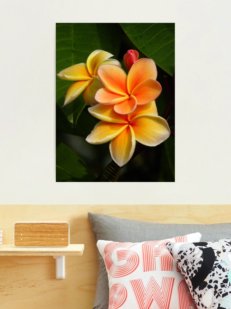 Orange Plumeria #2 Big Island Hawaii Orange Plumeria #2 Big Island Hawaii