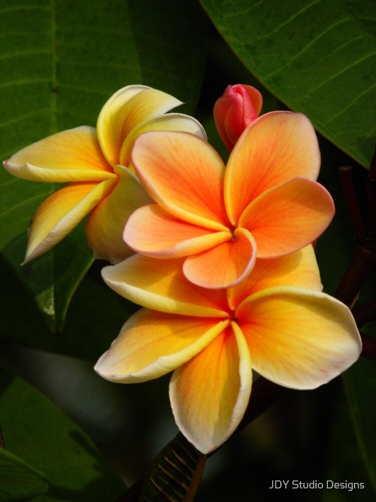 Cook Islands T-Shirt Plumeria Flowers Tribal Motif Design