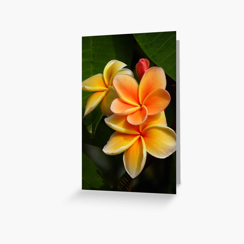 Plumeria　 CARD-1 & CARD-2 セット Orange Plumeria #2 Big Island Hawaii