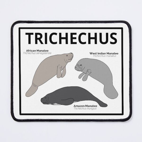 Item preview, Genus Trichechus (Manatees) designed and sold by taylorrowan.