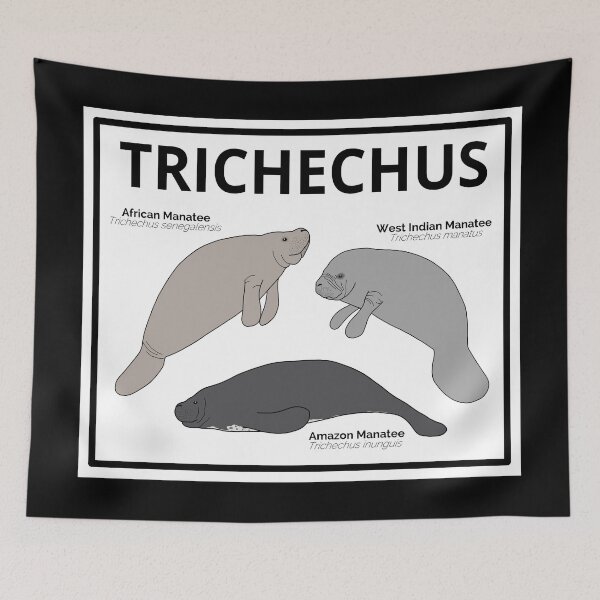 Item preview, Genus Trichechus (Manatees) designed and sold by taylorrowan.