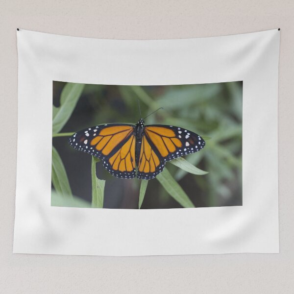 Item preview, Monarch butterfly designed and sold by pietrofoto.