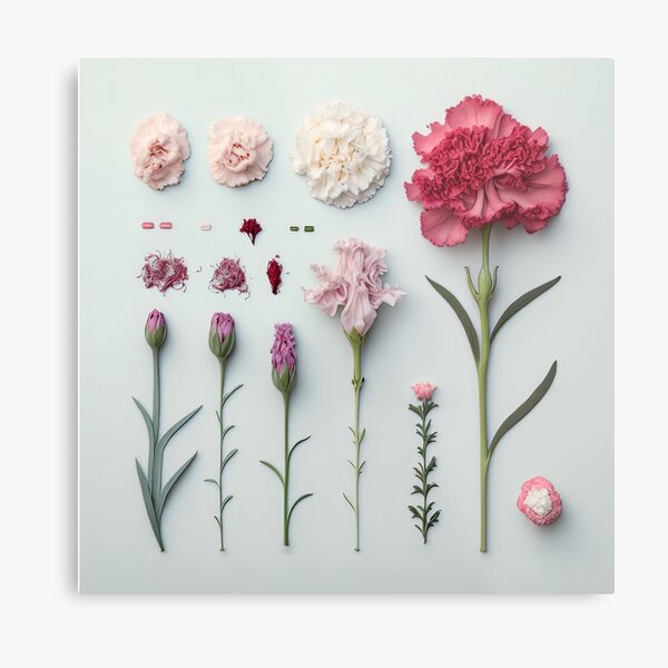 Item preview, Carnation Flower - Knolling Style designed and sold by fi-generations.