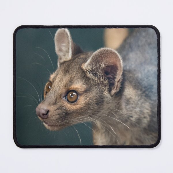 Item preview, Fossa designed and sold by Darren Wilkes.
