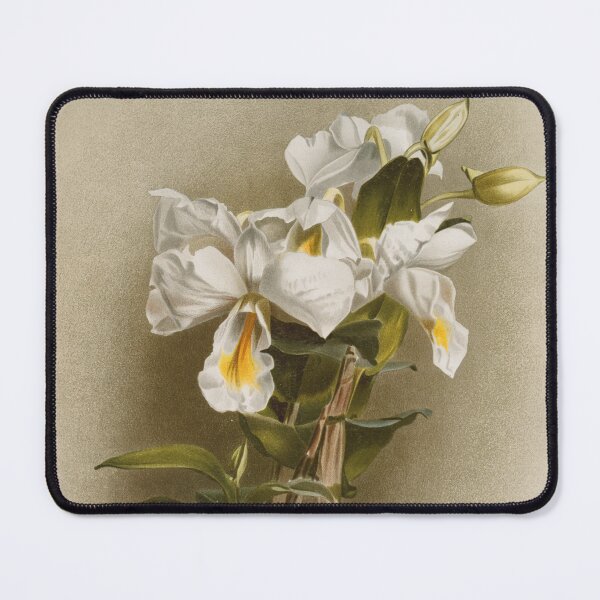 Item preview, Antique botany: drawing of white and yellow orchid designed and sold by AntiqueScience.