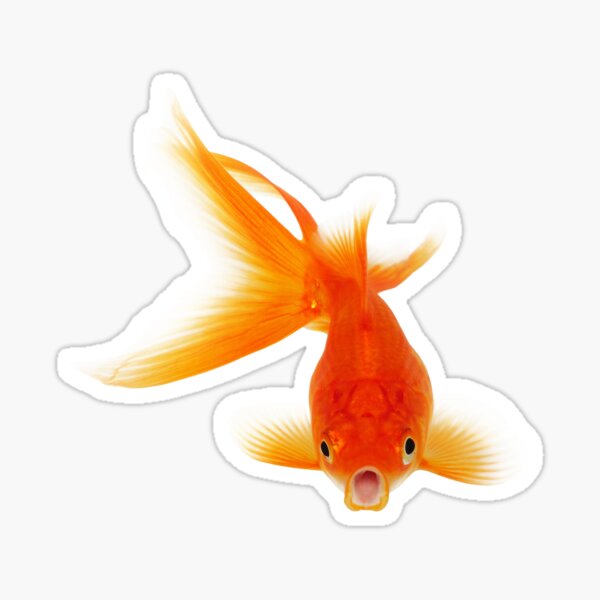 Goldfish Stickers Redbubble