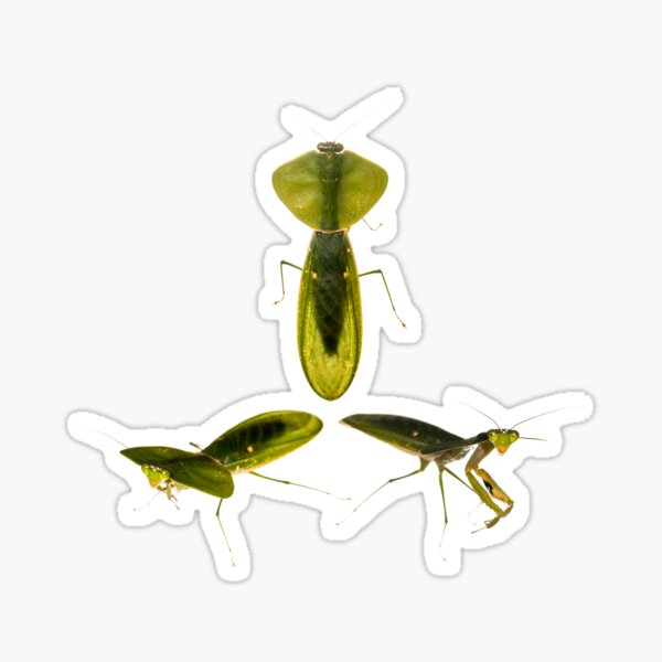 Item preview, Peruvian shield mantis (Choeradodis rhombicollis) designed and sold by ArthroLove.