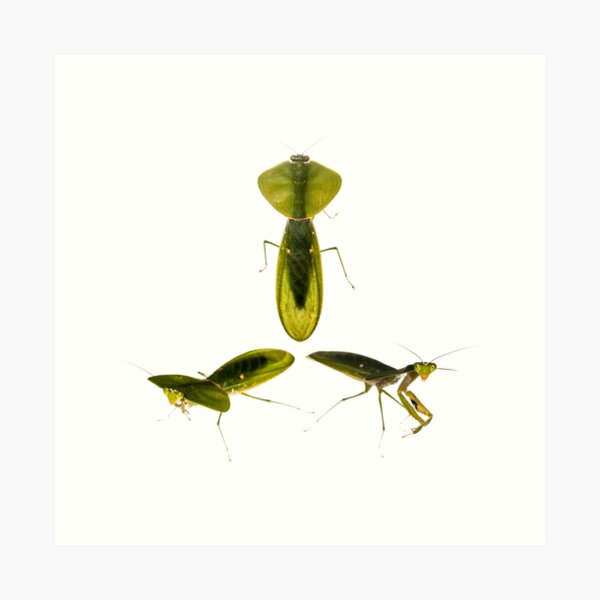 Item preview, Peruvian shield mantis (Choeradodis rhombicollis) designed and sold by ArthroLove.