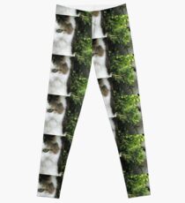 Shy or Curious Leggings