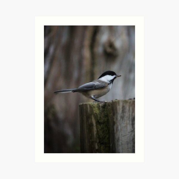 Chickadee pose Art Print