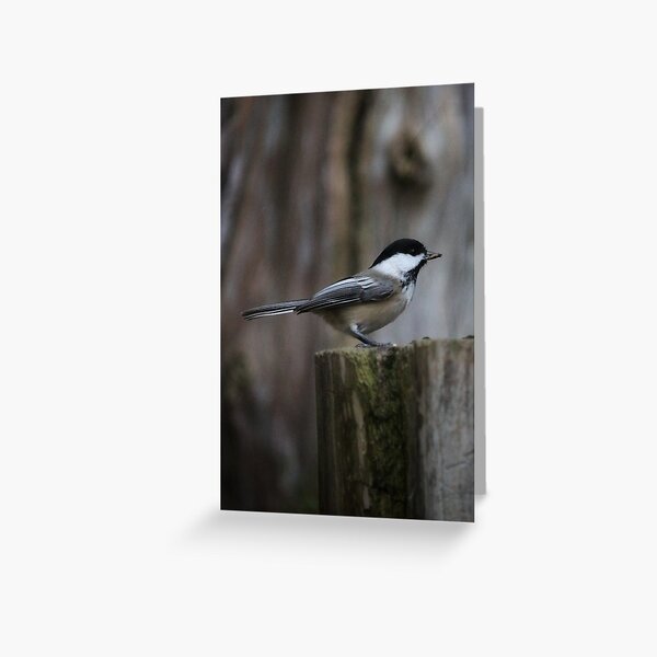Chickadee pose Greeting Card