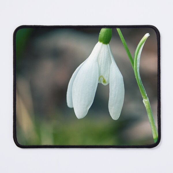 Item preview, Snowdrop designed and sold by Tom McPherson Photography.