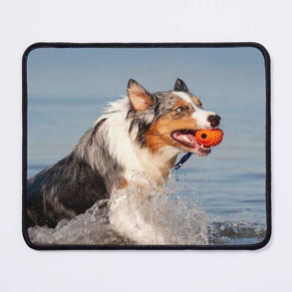 Item preview, Australian Shepherd Best Friend With Ball In Water, Berger Australien designed and sold by DesignVertex.
