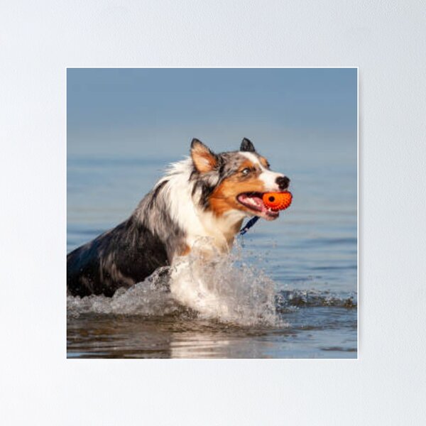 Item preview, Australian Shepherd Best Friend With Ball In Water, Berger Australien designed and sold by DesignVertex.