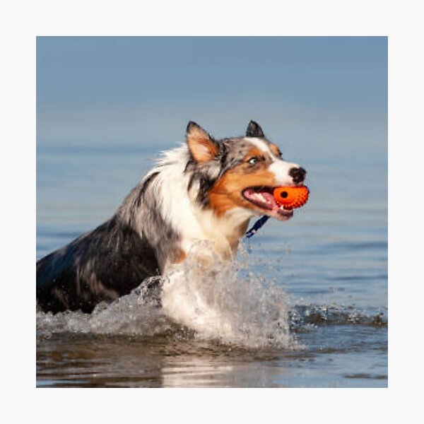 Item preview, Australian Shepherd Best Friend With Ball In Water, Berger Australien designed and sold by DesignVertex.