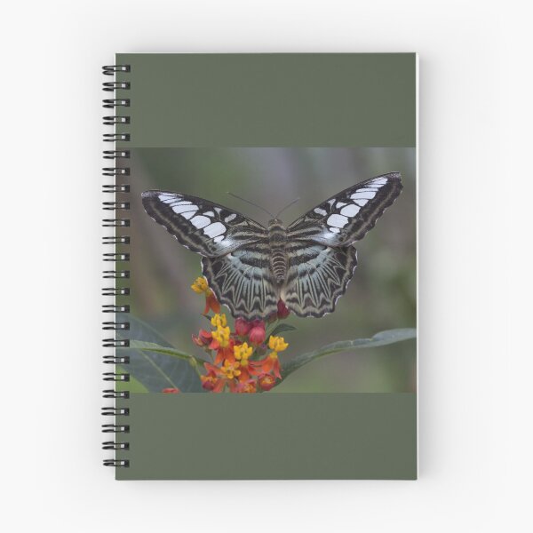 Item preview, Clipper butterfly designed and sold by pietrofoto.