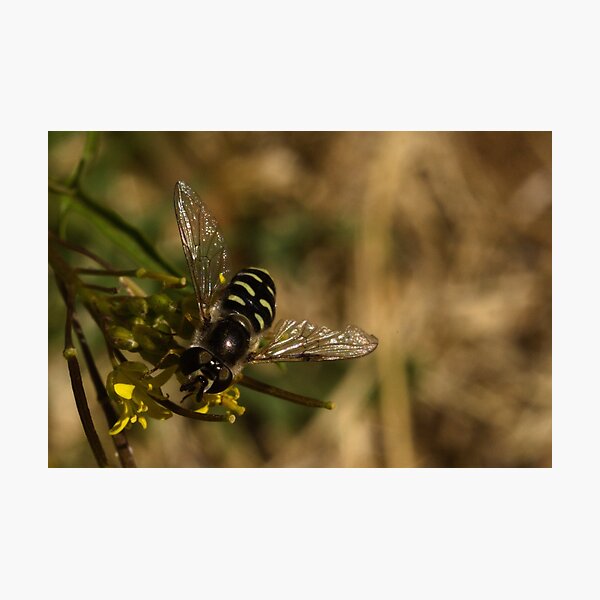 Item preview, Large-tailed Aphideater designed and sold by ptosis.