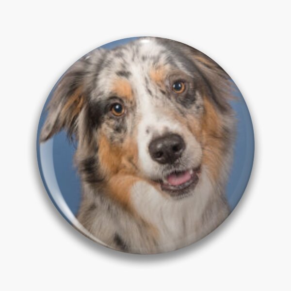 Artikelvorschau, Australian Shepherd Best Friend Hundeportrait, Berger Australien entworfen und verkauft von DesignVertex.
