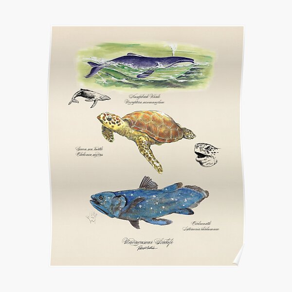Whale print, Sea Turtle watercolor, illustration, luxury gift art, Madagascar Poster