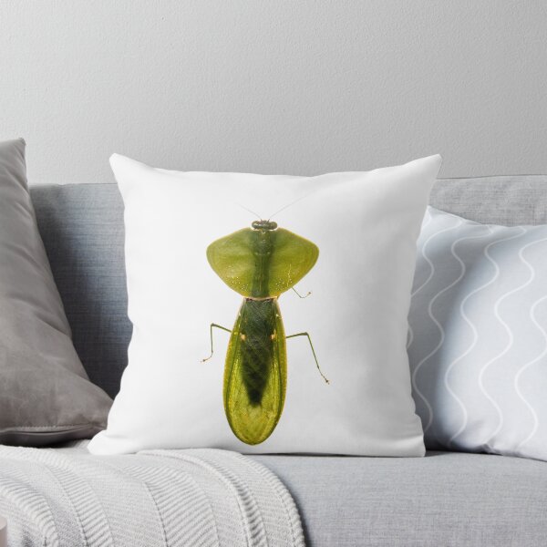 Item preview, Peruvian shield mantis (Choeradodis rhombicollis) designed and sold by ArthroLove.