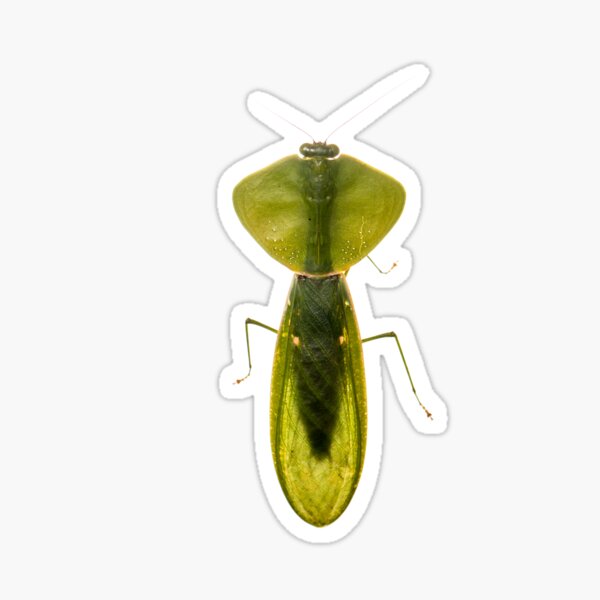 Item preview, Peruvian shield mantis (Choeradodis rhombicollis) designed and sold by ArthroLove.