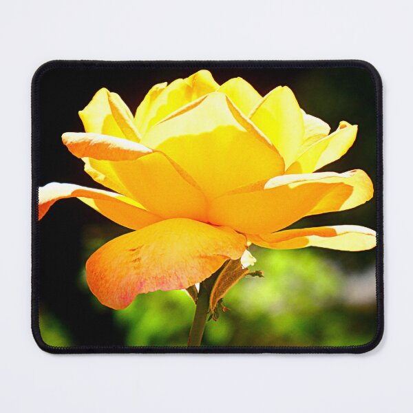 Item preview, A yellow rose signifies friendship, joy and the promise of a new beginning. designed and sold by angel1.