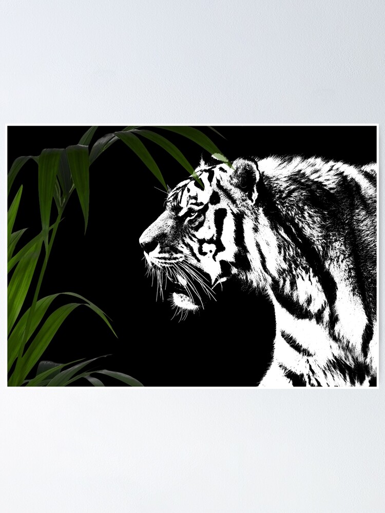 "white tiger, tiger, vintage tiger, black and white tiger" Poster for