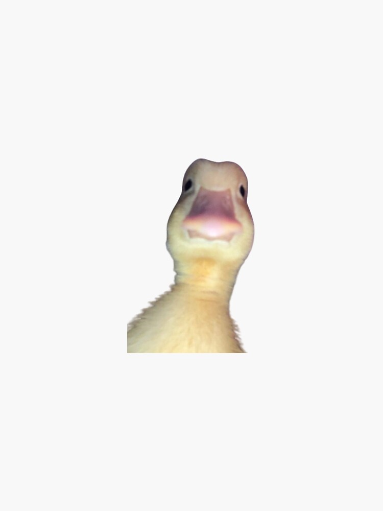 "Duck meme" Sticker for Sale by TWILIGHTz Redbubble