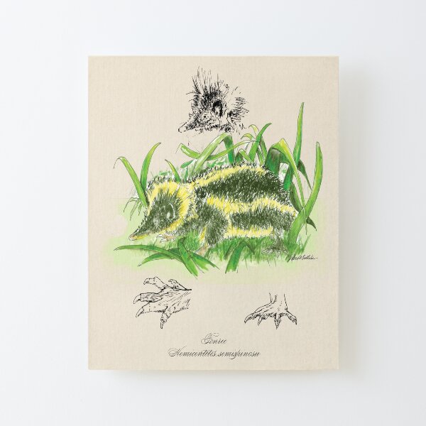 Rainforest animal print, Tenrec watercolor, illustration, luxury gift art, Madagascar Canvas Mounted Print