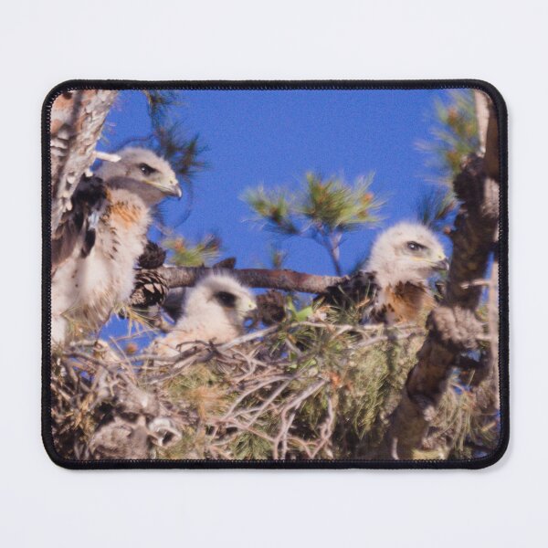 Item preview, Red Tail Hawk Chicks designed and sold by ptosis.