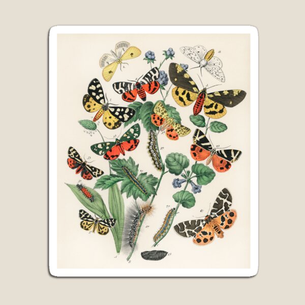 Aperçu de l'œuvre Illustration vintage de papillon et de papillon de nuit créée et vendue par GazCoDesign.