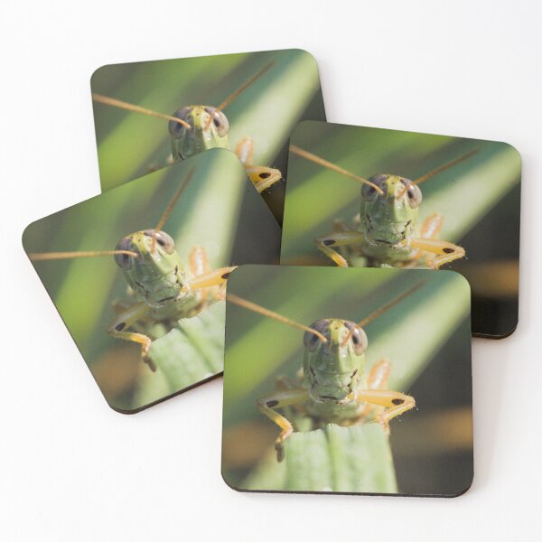 Item preview, Spur-throated Grasshopper designed and sold by ptosis.