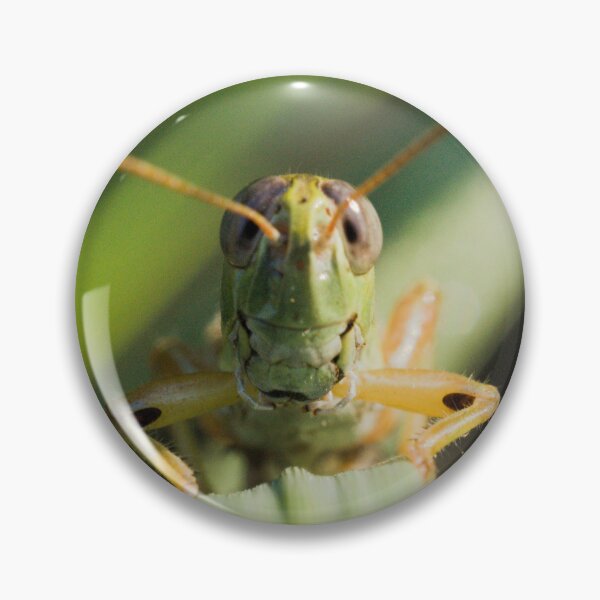 Item preview, Spur-throated Grasshopper designed and sold by ptosis.