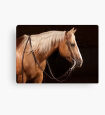 Palomino Quarter Horse at DSR Ranch Canvas Print