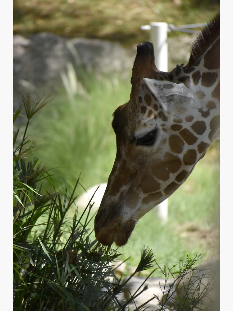 Reid Park Zoo Giraffe Women's T-Shirt
