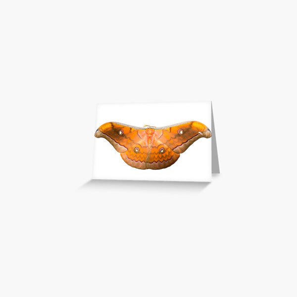 Chinese Oak Silkmoth (Antheraea sp., Saturniidae) Greeting Card